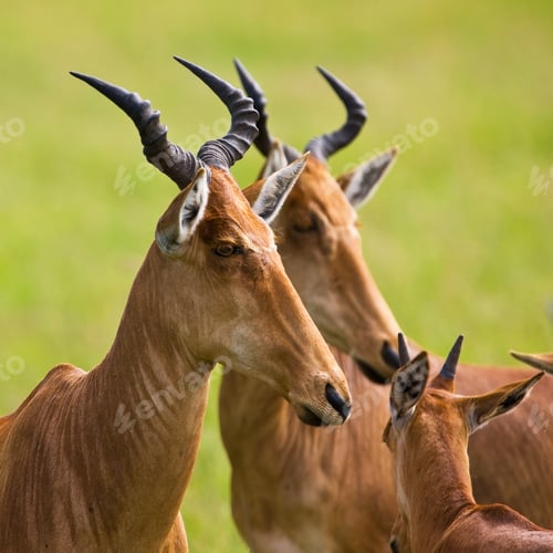 Preview: Hartebeest Antelopes In The Serengeti National Park, Tanzania