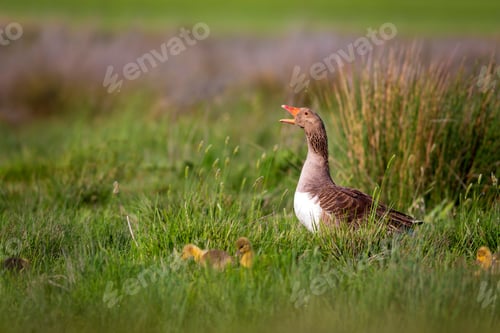 Preview: Goose Family. Green Nature Habitat Background. Birds: Greylag Goose. Anser Anser.