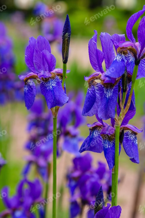 Preview: Purple Flower Of Iris Siberian In Natural Background
