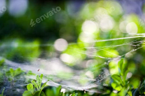 Preview: Buxus Sempervirens Bush - Macro Details With Spiderweb And Soft Focus
