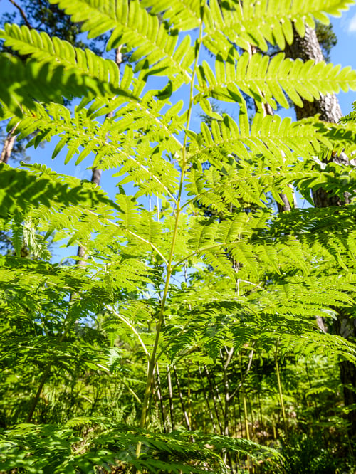 Preview: Beautiful Green Fern Leaves Under Sunlight In The Woods From Below.