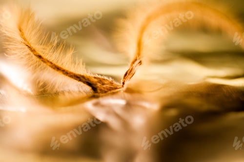 Preview: Abstract Composition With Dried Clematis Seeds And Light