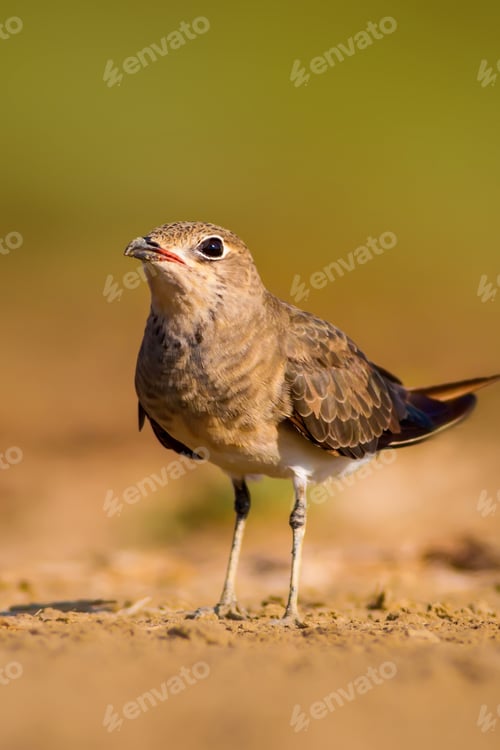 Preview: Cute Bird Collared Pratincole. Warm Colors Nature Background. Collared Pratincole / Glareola
