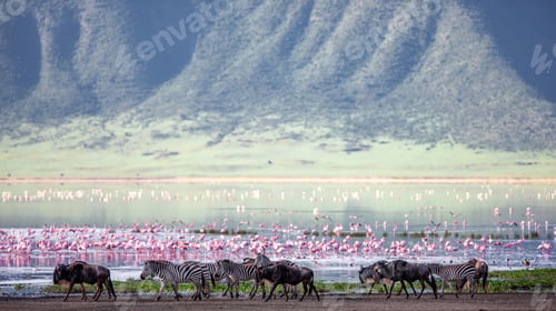 Preview: Zebras And Wildebeests In The Ngorongoro Crater, Tanzania, Flamingos In The Background