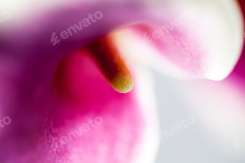 Preview: Abstract, Macro Photography Of Calla Flower With Details And Soft Focus