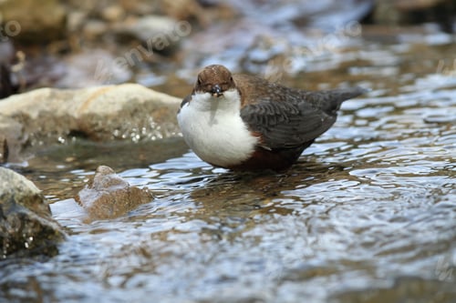 Preview: White-Throated Dipper Germany