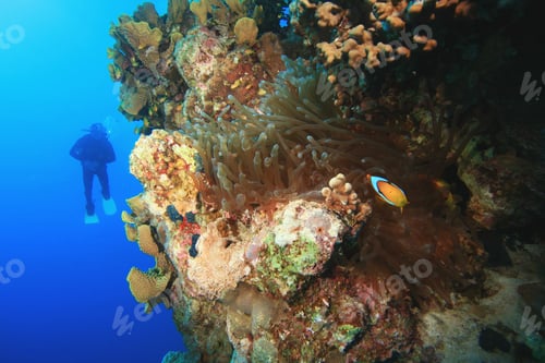 Preview: Scuba Diver Exploring Coral Reef