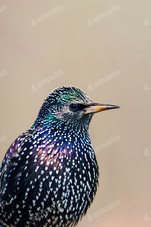 Preview: Starling. Colorful Feathers. Nature Background.