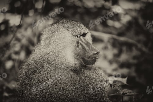 Preview: Vintage Style Image Of A Baboon In The Beautiful Forest Of Lake Manyara National Park, Tanzania