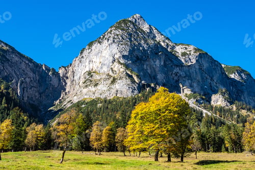 Preview: Old Maple Trees At The Greater Ahornboden Area In Austria In Autumn