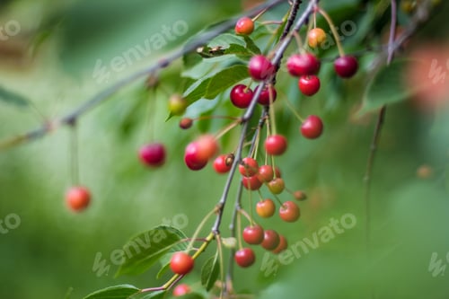 Preview: Cherry Tree Close Up With Almost Red Cherries Ready For Harvest