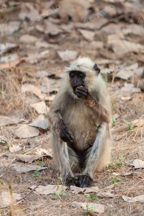 Preview: Gray Langur Also Known As Hanuman Langur In The Bandhavgarh National Park In India. Bandhavgarh Is