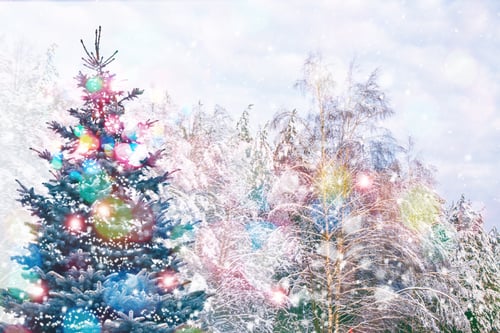 Preview: Frozen Winter Forest With Snow Covered Trees. Outdoor