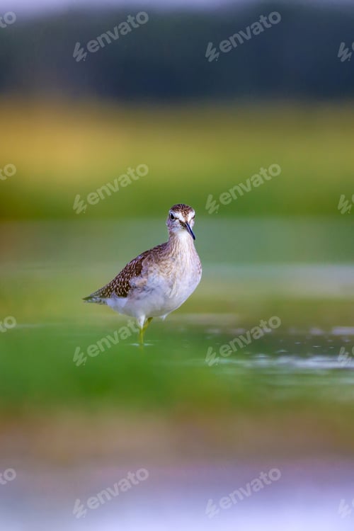 Preview: Water Birds And Fresh Nature. Natural Background.
