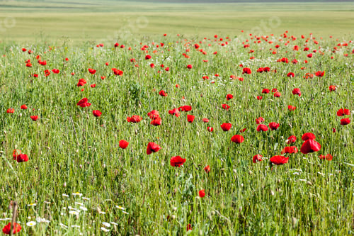 Preview: Field With Poppies (Papaver Rhoeas)
