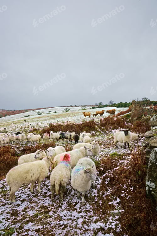 Preview: Snow, Sheep And Highland Cattle Waiting For A Feed On Dartmoor In Winter, Dartmoor National Park