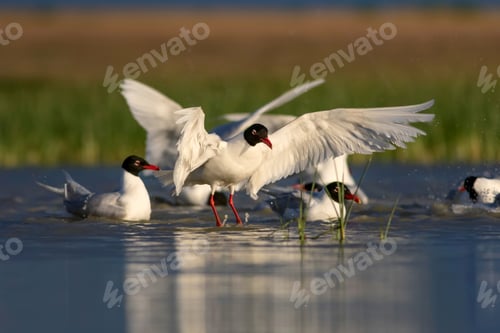 Preview: White Gulls. Blue Green Nature Background. Bird: Mediterranean Gull. Ichthyaetus Melanocephalus.