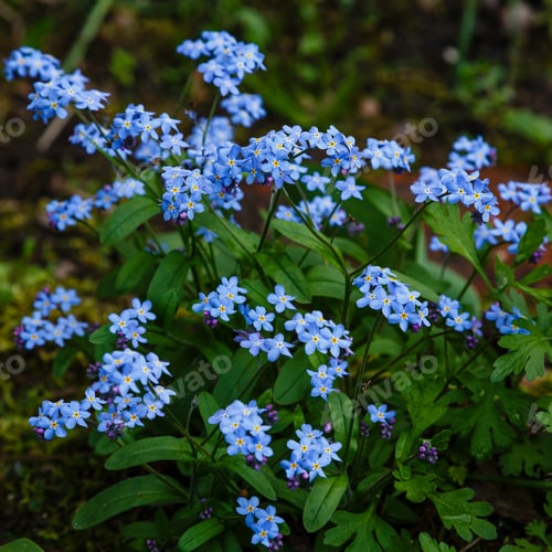 Preview: Blue Flowers Forget Me Not In Garden. Blossom Of Myosotis Sylvatica, Little Blue Flowers On A