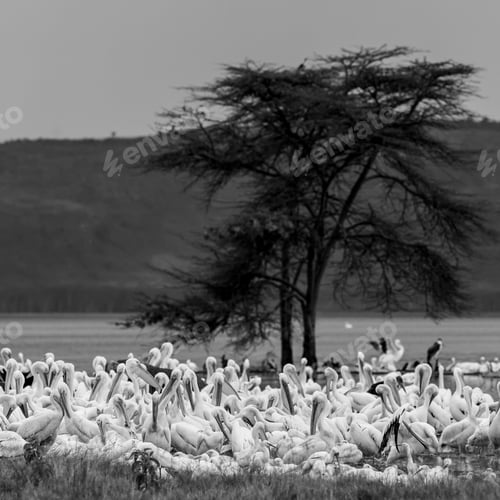Preview: Great White Pelicans In Lake Nakuru National Park - Kenya, Africa. The Great White Pelican