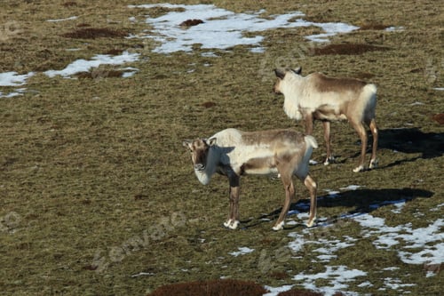 Preview: Reindeer, Caribou, Iceland