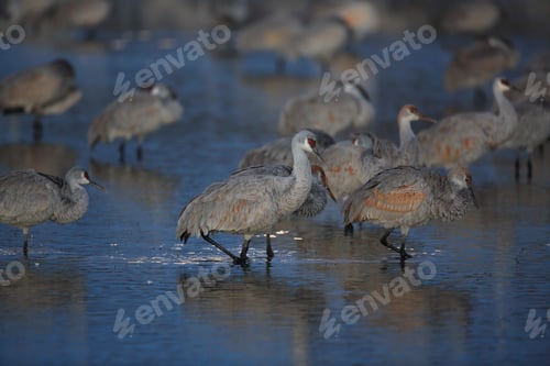 Preview: Sandhill Crane Bosque Del Apache Wildlife Reserve New Mexico Usa