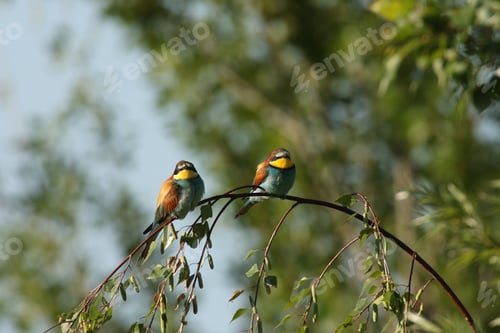 Preview: European Bee-Eater (Merops Apiaster) Germany (East)