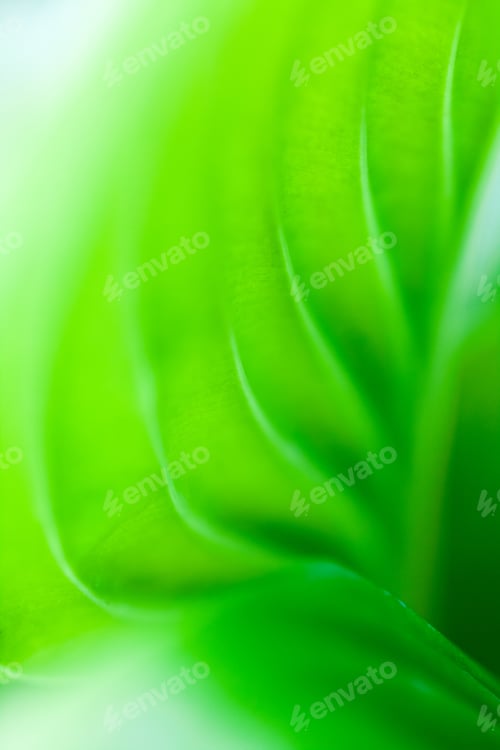 Preview: Green, Abstract Composition With Leaf Texture And Soft Focus