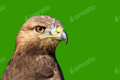 Preview: Bird Of Prey. Bird Portrait. Isolated Bird. Green Background. Bird: Long Legged Buzzard. Buteo