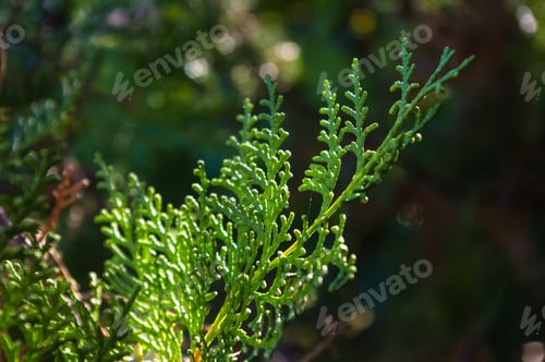 Preview: Incense Cedar Tree Calocedrus Decurrens Branch Close Up.