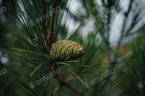 Preview: Young Green Cone Of Maritime Pine. Commonly Known As The Maritime Pine Or Cluster Pine