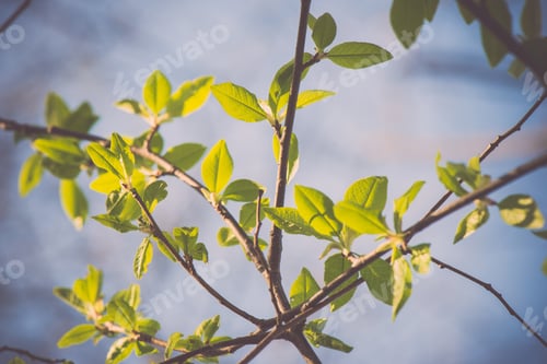 Preview: Spring Blossoms And Leaves On Blur Background In Country - Retro Vintage Looking Effect