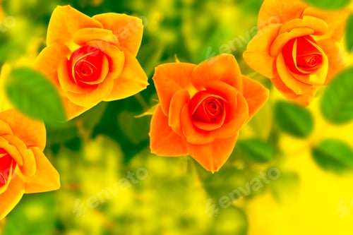 Preview: Bright Colorful Flower Rose. Natural Floral Background. Holiday Greeting Card.