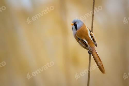 Preview: Funny Bird. Yellow Nature Background Bearded Reedling / Panurus Biarmicus