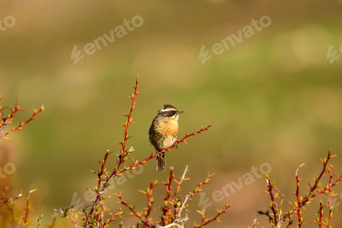 Preview: Cute Bird. Natural Background