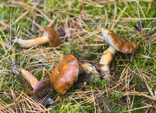 Preview: Just Picked Mushrooms