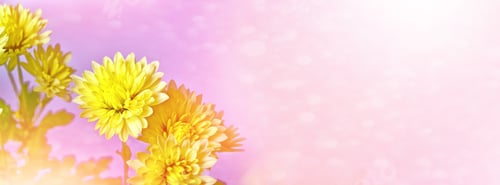 Preview: Colorful Chrysanthemum Flowers On A Background Of The Autumn Landscape