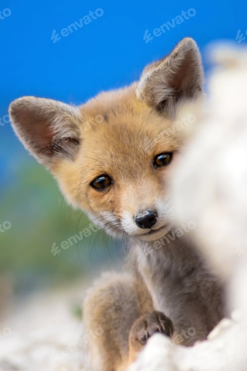 Preview: Cute Sad Fox. Blue, Green White Nature Background