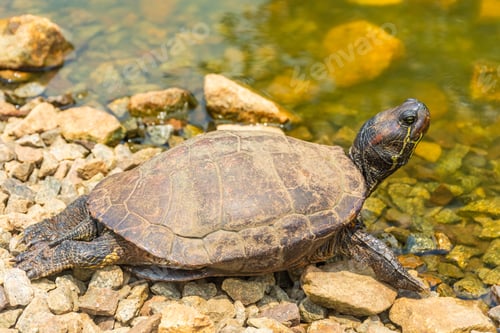 Preview: Chrysemys Picta, Or Painted Turtle, In Singapore Botanic Gardens