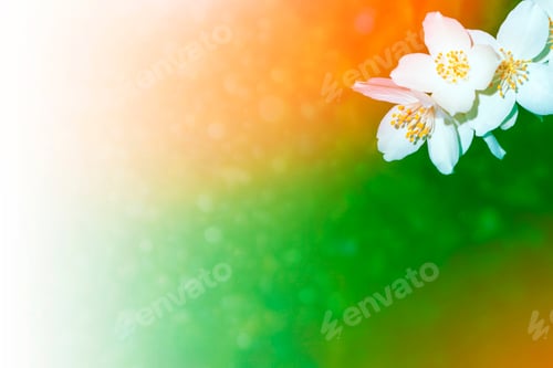 Preview: White Jasmine. The Branch Delicate Spring Flowers