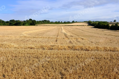 Preview: Dry Harvested Crop Field During The Uk Summer Heatwave 2018