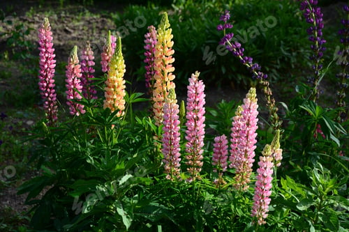 Preview: Blooming Lupin Flowers