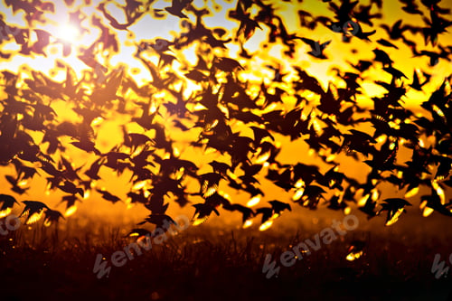 Preview: Sunset And Birds. Birds Silhouette. Sunset Nature Background.