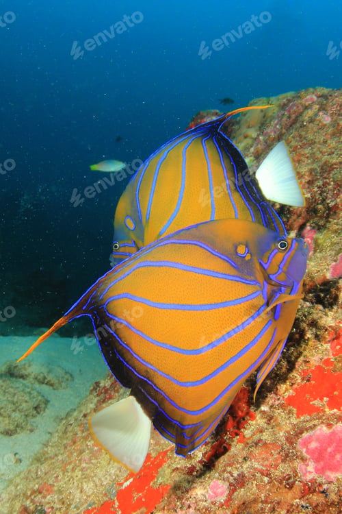Preview: Pair Ringed Angelfish