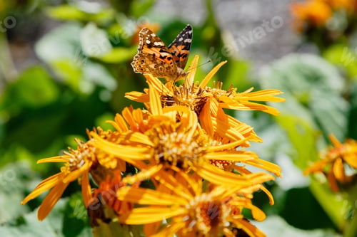 Preview: Ligularia Dentata Hara In Autumn Garden