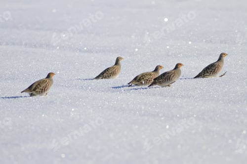 Preview: Partridge. Grey Partridge. Perdix Perdix. Snow Background.