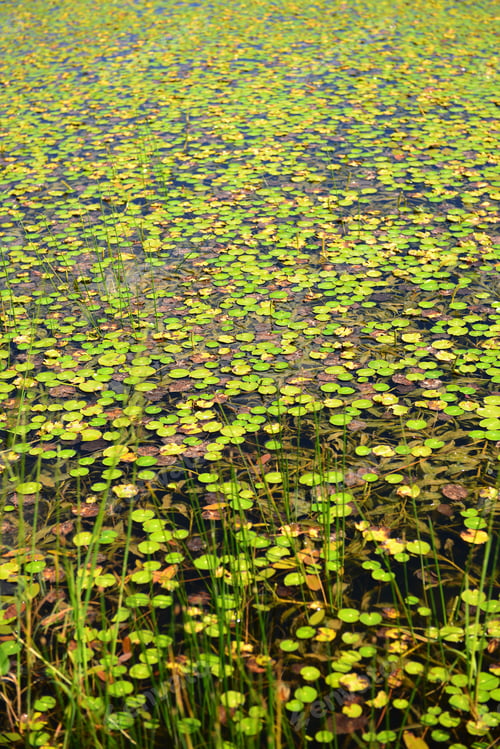 Preview: European Frog-Bits Floating In A Pond