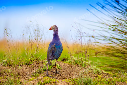 Preview: Blue Bird. Purple Swamphen. Nature Background.