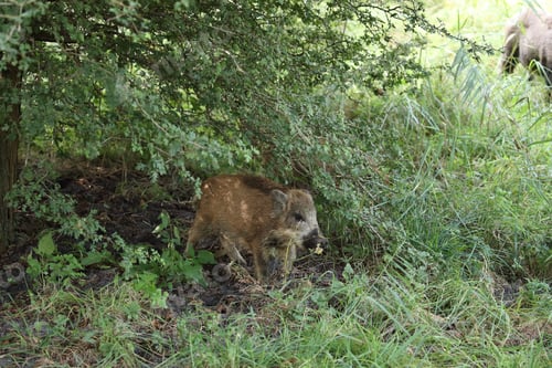 Preview: Wild Boar (Sus Scrofa) Western Pomerania Lagoon Area National Park Germany