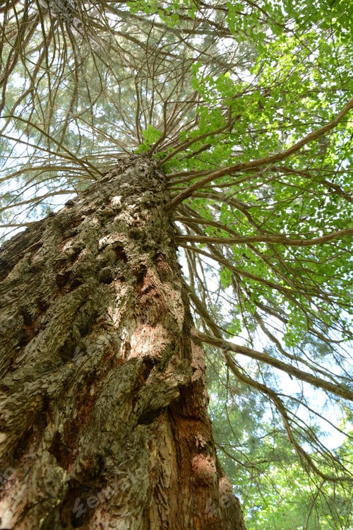 Preview: Sequoia Sempervirens (Coast Redwood) From Below