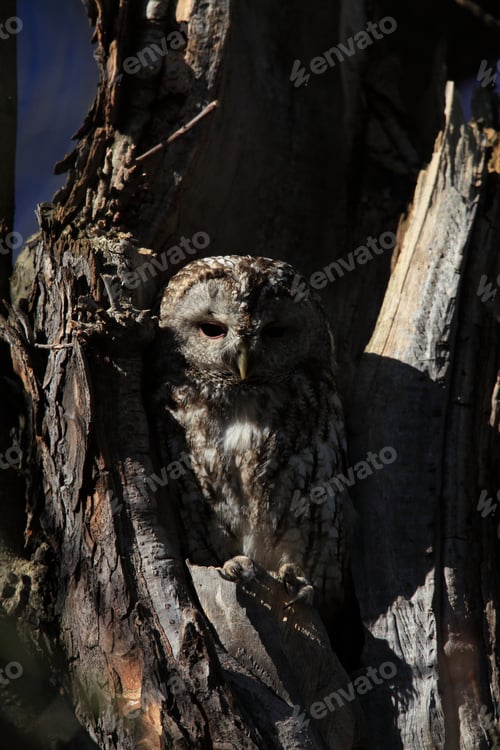 Preview: Tawny Owl Or Brown Owl (Strix Aluco) In A Hollow Tree Stump Germany
